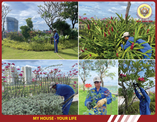 MY HOUSE PHÁT TRIỂN THẢM THỰC VẬT XANH TRONG LÒNG ĐÔ THỊ