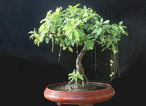 10 Loại cây cảnh giúp gia chủ phát tài