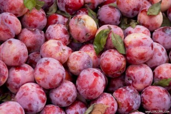 Tết Đoan Ngọ vì sao ăn mận để giết sâu bọ