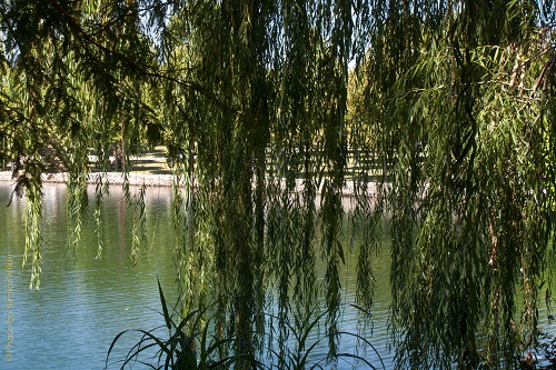 Những ‘hung mộc’ cần tránh trồng quanh nhà.