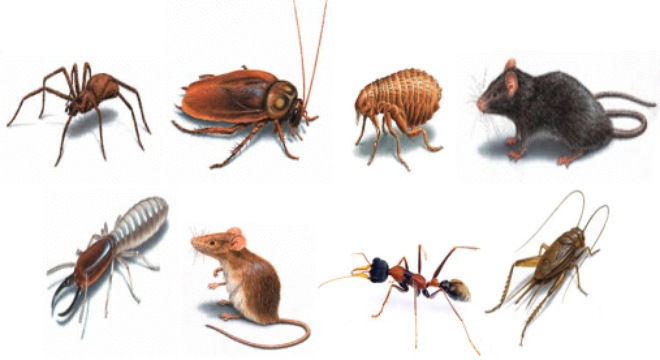 Cách diệt côn trùng trong nhà